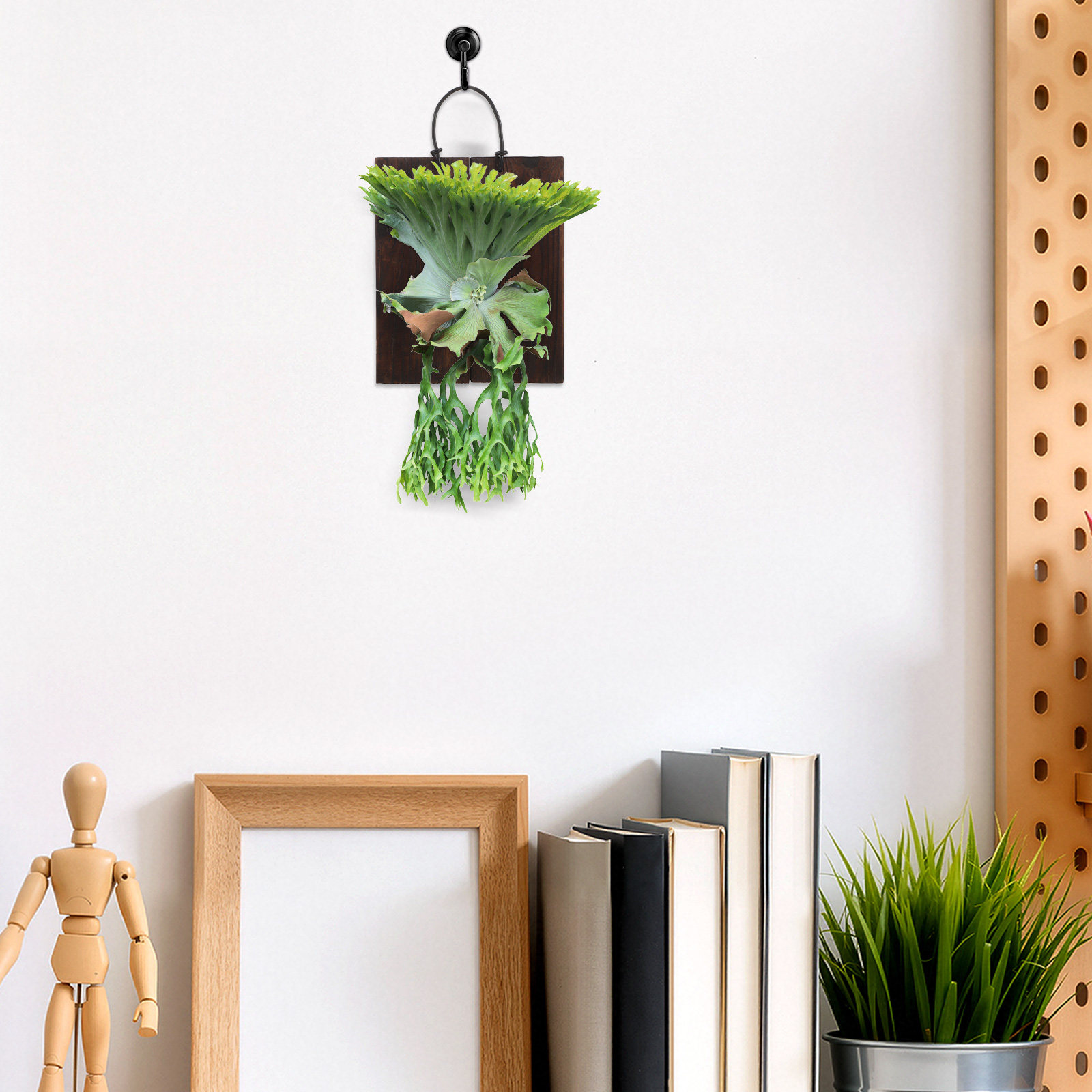 Staghorn Fern Mounting Board C - Vertical Planter recension och pris